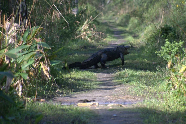 Grand Crocodile Aux Cheveux Noirs Dans Forêt — Photo