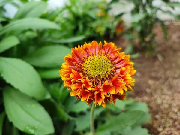 Hermosas Flores Que Crecen Jardín Flora — Foto de Stock