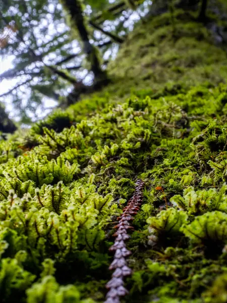 树上的绿色苔藓 — 图库照片