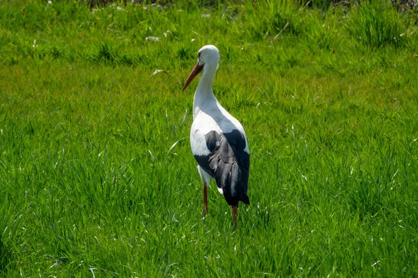 Cigüeña Blanca Hierba — Foto de Stock