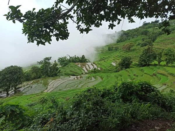 Green Rice Field Morning — Stock Photo, Image