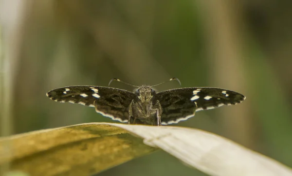 Close Van Een Insect Wilde Natuur — Stockfoto