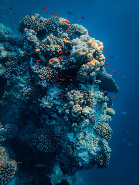Vista Subaquática Recife Coral Mar Vermelho Egito — Fotografia de Stock
