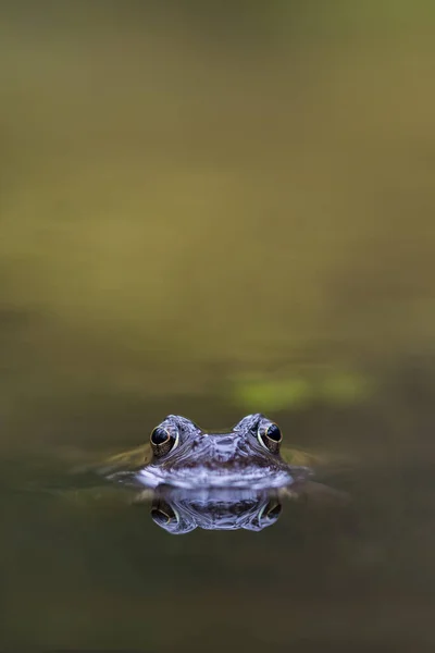 Sudaki Kurbağa — Stok fotoğraf