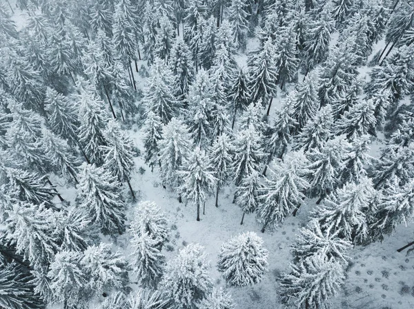 Paisagem Inverno Com Árvores Cobertas Neve — Fotografia de Stock