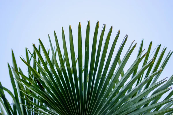 Grüne Palmblätter Auf Blauem Hintergrund — Stockfoto