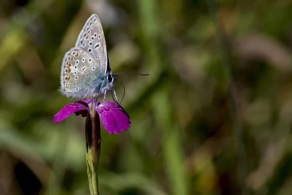 Motýl Květině — Stock fotografie
