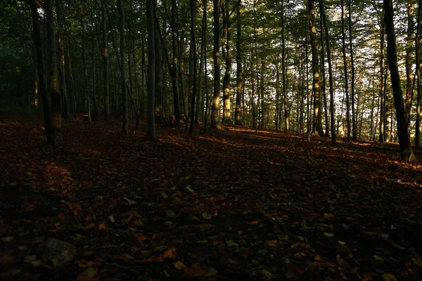 Bosque Otoñal Con Árboles Hojas — Foto de Stock