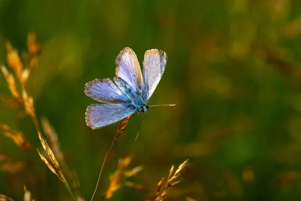 Butterfly Flower — Stock Photo, Image