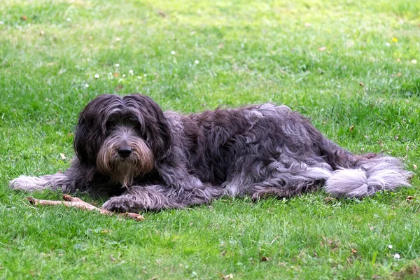 Czarny Pies Pudel Zielonej Trawie — Zdjęcie stockowe