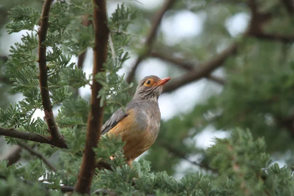 Schöne Aufnahme Eines Vogels Natürlichem Lebensraum — Stockfoto