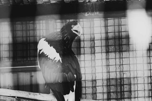 Schwarz Weiß Foto Einer Jungen Frau Käfig — Stockfoto