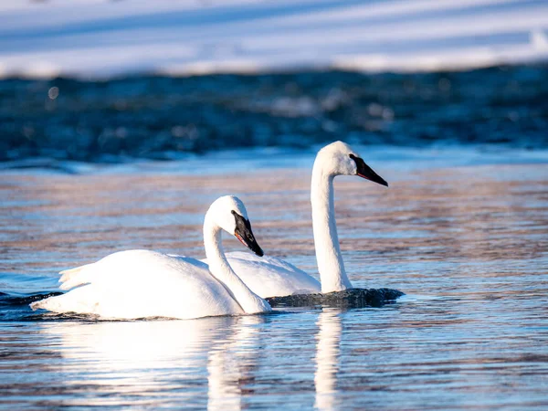 Cisne Branco Lago — Fotografia de Stock