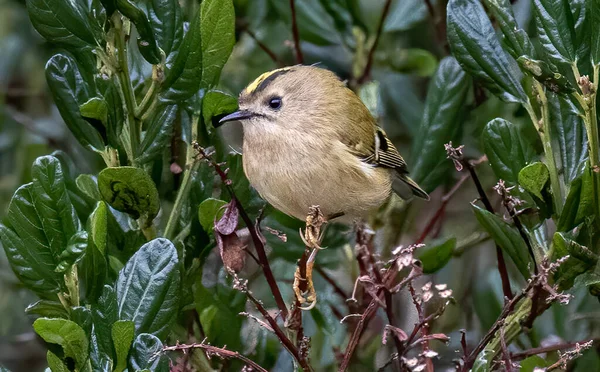 서식지에 — 스톡 사진