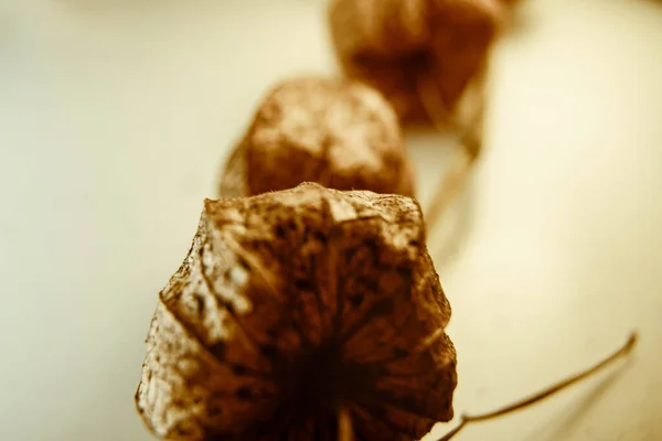 乾燥した黄色と白の花の終わり — ストック写真