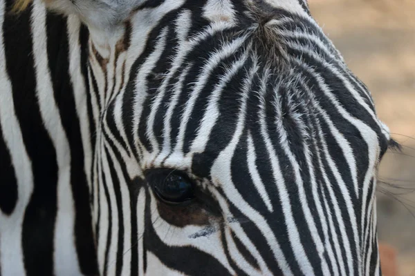 Zbliżenie Zebry Zoo — Zdjęcie stockowe