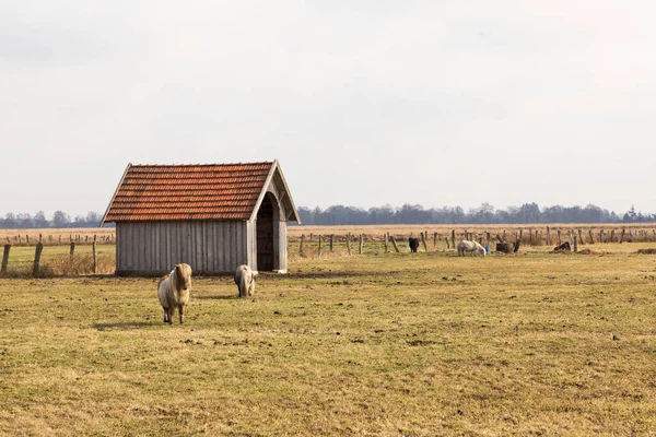 Eine Herde Pferde Weidet Auf Einem Bauernhof Auf Dem Land — Stockfoto