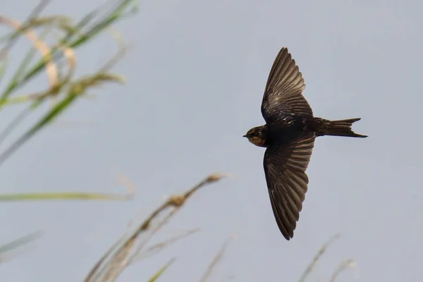 Schöner Vogel Fliegt Den Himmel — Stockfoto