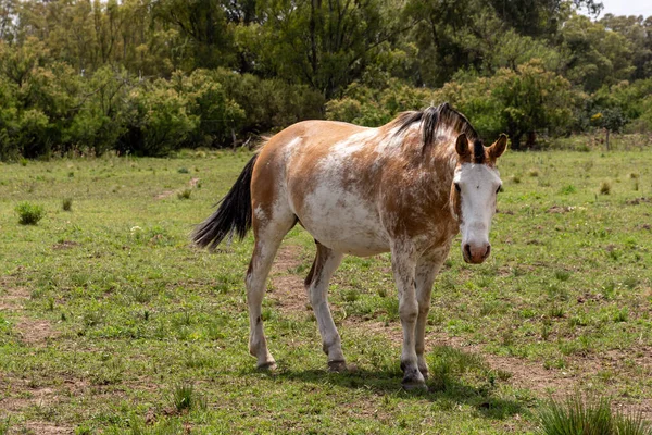 Horses Countryside — Stock Photo, Image