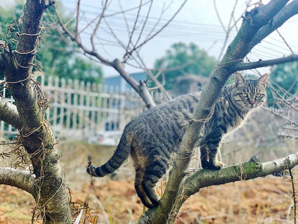 Gato Jardín — Foto de Stock