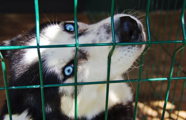 Dog Breed Portrait Siberian Husky — Stock Photo, Image