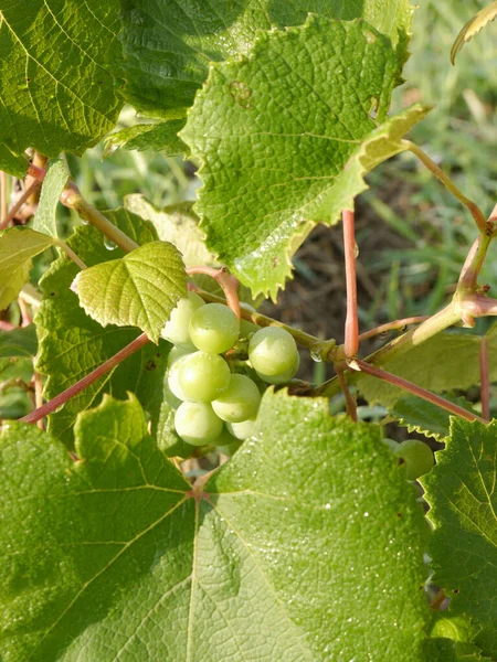 Zielone Winogrona Gałęzi — Zdjęcie stockowe