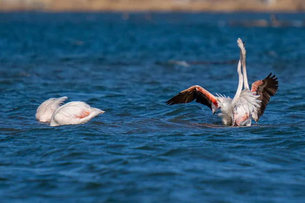 Pelican Apă — Fotografie, imagine de stoc