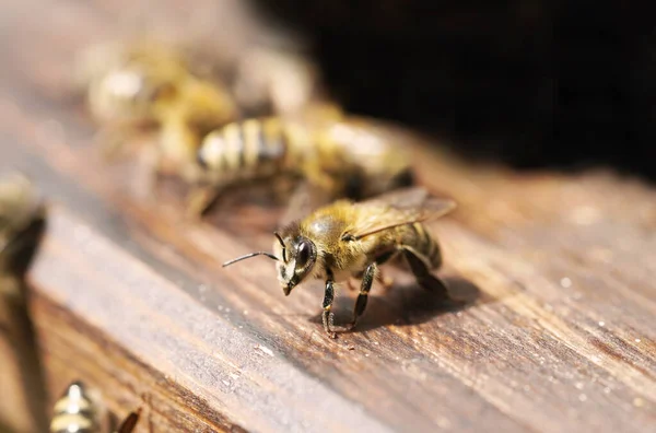 Бджолиний Вулик Стільниці — стокове фото