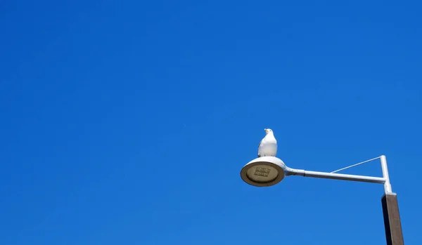Straatlamp Blauwe Lucht Achtergrond — Stockfoto