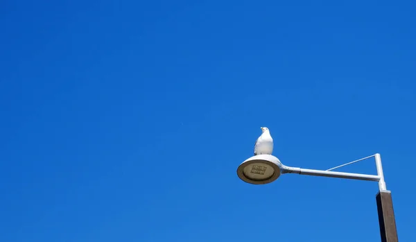 Farola Sobre Fondo Azul Del Cielo — Foto de Stock