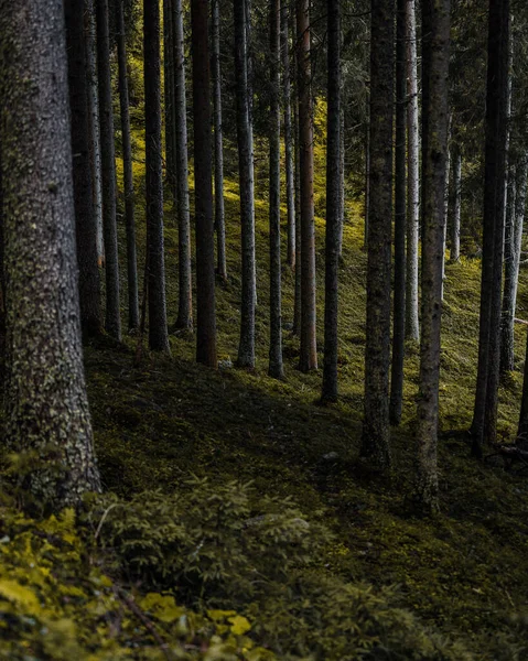 Ağaçlar Yapraklarla Dolu Sonbahar Ormanı — Stok fotoğraf