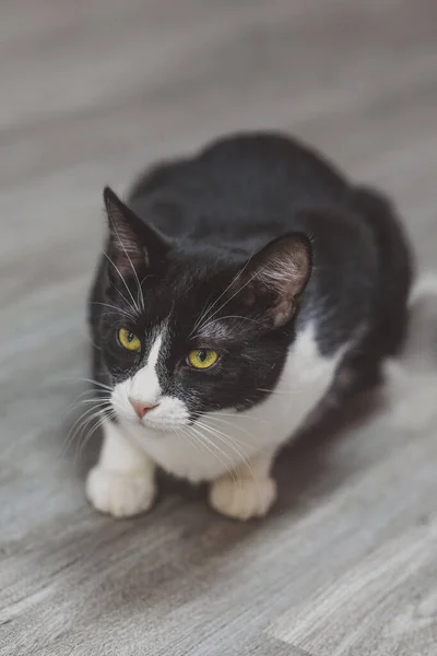 Gato Blanco Negro — Foto de Stock