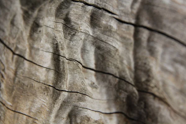 Textura Fondo Madera Vieja — Foto de Stock