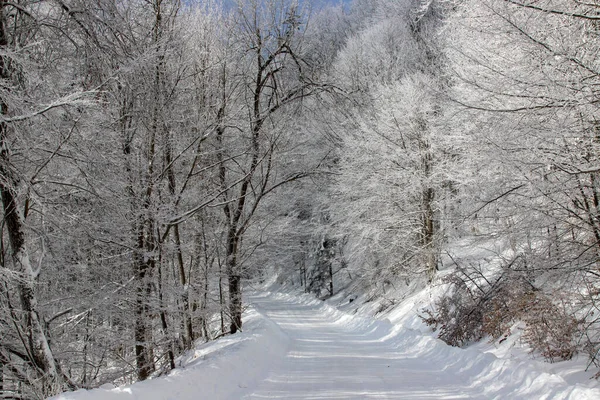 Winterlandschap Met Besneeuwde Bomen — Stockfoto