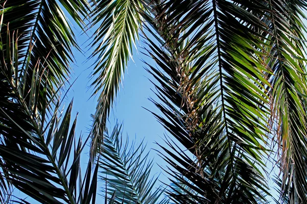 Palmkvistar Flora Och Natur — Stockfoto