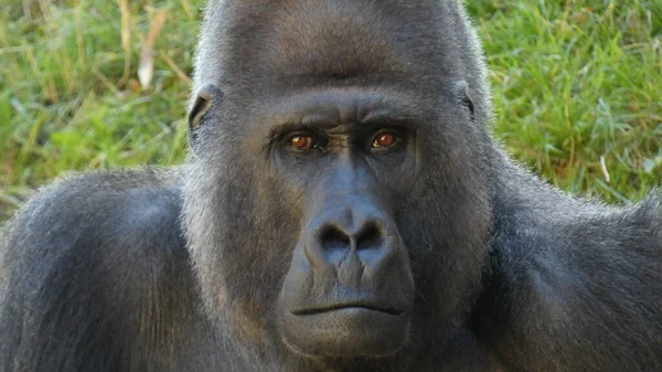 Primer Plano Gorila Zoológico Fondo Natural — Foto de Stock