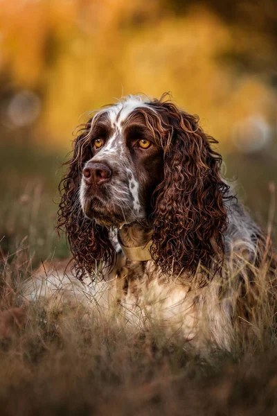 Portret Van Een Schattige Hond — Stockfoto