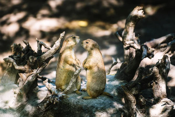 Groupe Suricates Dans Zoo — Photo