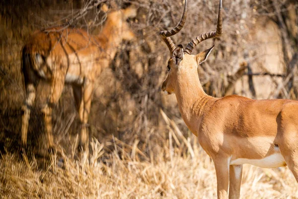 Eine Nahaufnahme Eines Männlichen Impalas Kruger Nationalpark Botswana — Stockfoto