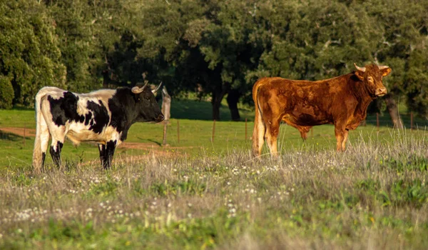 Vacas Pastando Pasto Campo — Foto de Stock