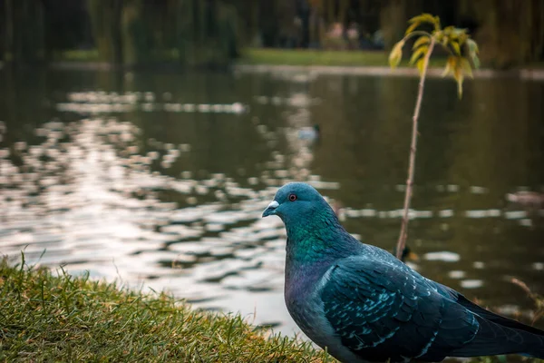 Fågel Sitter Marken Parken — Stockfoto