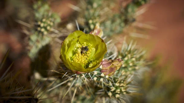Zbliżenie Kaktusa Ogrodzie — Zdjęcie stockowe