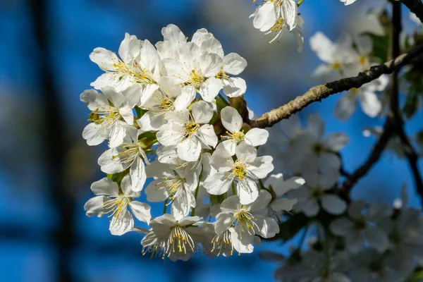Білі Квіти Дерева Навесні — стокове фото