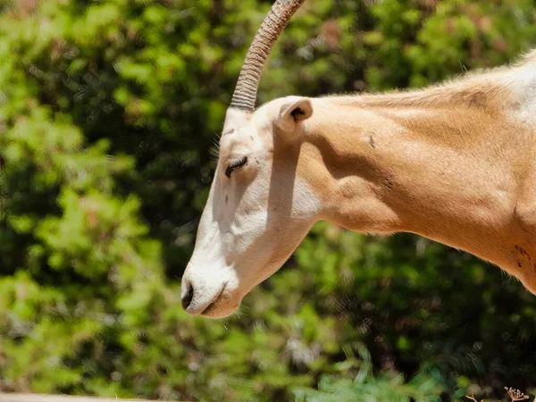 Egy Közeli Felvétel Egy Gyönyörű Zsiráfról Egy Zöld Mezőn — Stock Fotó