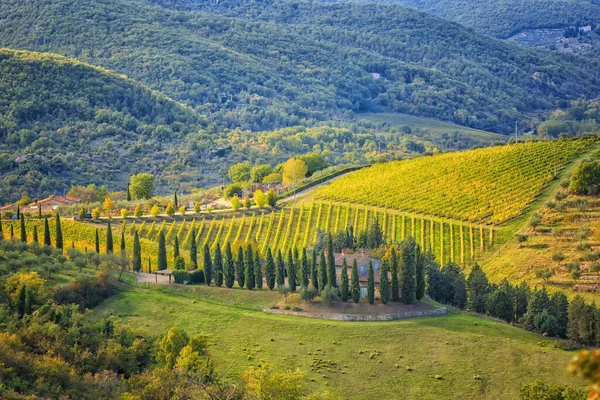 Beautiful Landscape Vineyard Mountains — Stock Photo, Image