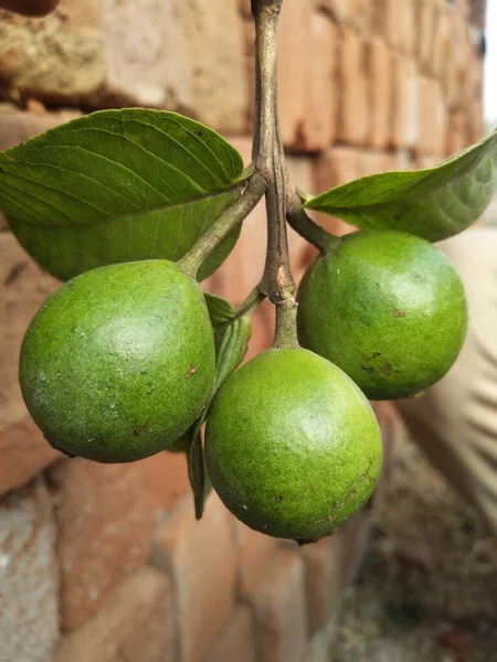 Grön Citron Trädet — Stockfoto