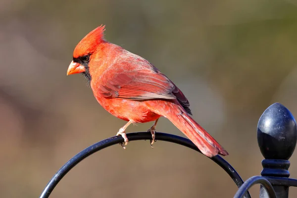 Schöne Aufnahme Des Jungvogels Natürlichem Lebensraum — Stockfoto