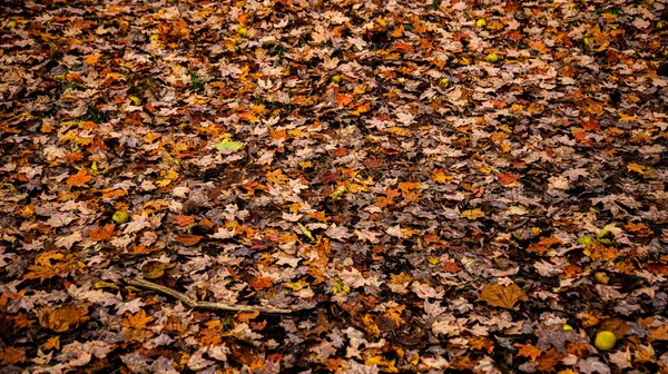 Herbst Blätter Herbst Jahreszeit Flora — Stockfoto