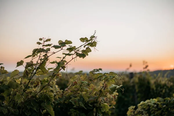 Vacker Utsikt Över Naturen — Stockfoto