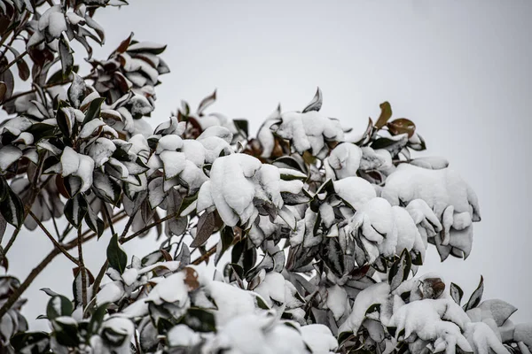 Weißer Schnee Auf Den Ästen Eines Baumes — Stockfoto